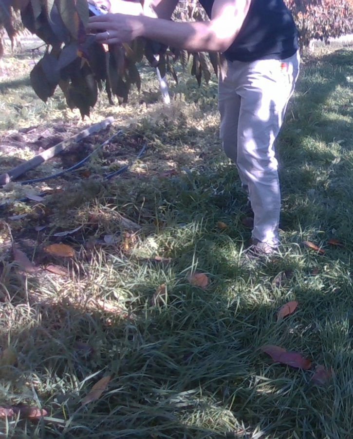 This image is only one example from the agricultural dataset. 