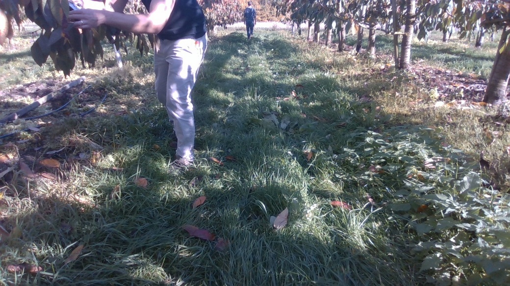 This image is only one example from the agricultural dataset. 