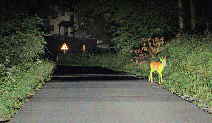 Nighttime road scene illuminated by vehicle headlights, showing a deer standing on the right side of the road near dense vegetation, with a warning sign visible in the distance.