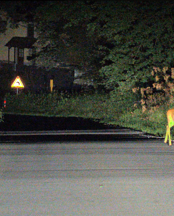 Nighttime road scene illuminated by vehicle headlights, showing a deer standing on the right side of the road near dense vegetation, with a warning sign visible in the distance.
