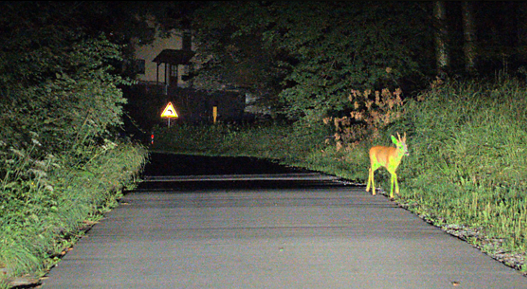 Nighttime road scene illuminated by vehicle headlights, showing a deer standing on the right side of the road near dense vegetation, with a warning sign visible in the distance.